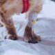 Tapetes Higiênicos Para Cães