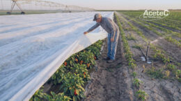 Manta de Nãotecido Reduz Tempo de Colheita e Necessidades de Irrigação e Aplicação de Agrotóxicos