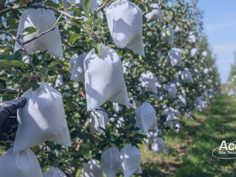 proteção das frutas