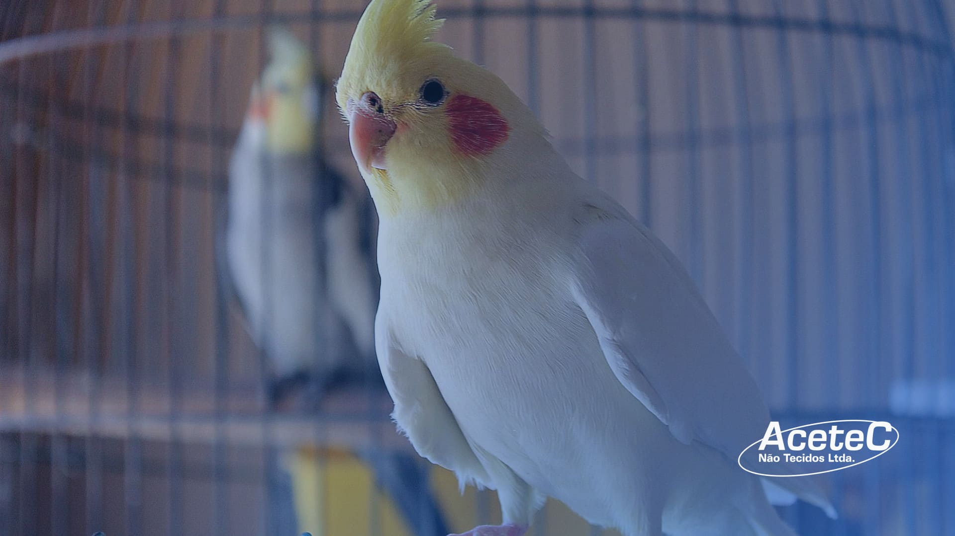 Cuidar de Pássaros em Casa