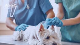 Lençóis, Vestimentas e Forrações – os Benefícios do TNT em Clínicas Veterinárias e Pet Shops